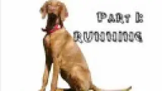 Vizsla Power