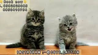 persian cats kitten price in India | top quality kittens price in Mumbai |  more details 📞6392929085