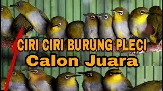 Ciri Ciri Burung Pleci Calon Juara
