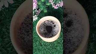 DIY Tea Water Shampoo Hack For Silky & Shiny Hair/#viral #shampoo#shorts