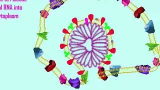 fusion of coronavirus to human cells