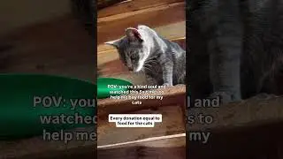 Can you please link in the bio and donate via the PayPal cat's food ❤️🙏
