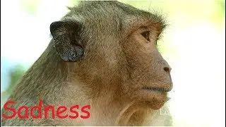 What Wrong With SweetPea? Why SP Look Cry Tear Like This? Without Reason SP D0 Grooming King Marcus.