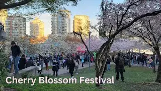 VANCOUVER CHERRY BLOSSOM FESTIVAL🌸David Lam Park🌸