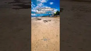 Хейс