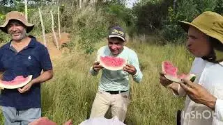 Colheita da melancia na agrovila do agricultor Antônio