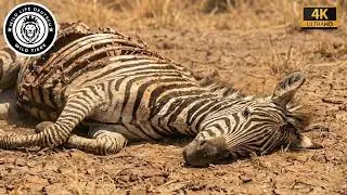 Afrikanische Savanne &ndash; &Uuml;berleben durch Anpassung in der Trockenzeit #Tierwelt | Tierdokumentation