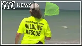 Dozens of sick birds rescued on Gulf beach