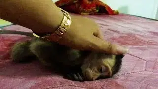 Now Monkey baby Alex Sleeping