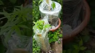 Uk outdoor plants gorilla grow site 1. Automatic ak47 and photo XL bubblegum 8 weeks old