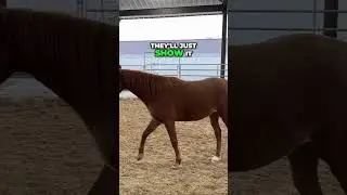 Mastering Horse Training: Real-Time Strategies for Any Horse