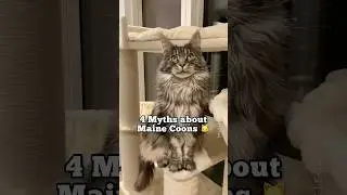 4 Myths about Maine Coon cats 🐱 #catfacts #mainecoon #learnonyoutube
