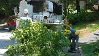 Brush Clipping | St. Pau, MN - Timberline Tree Service