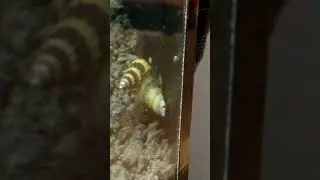 Assassin snail hunting Malaysian Trumpet Snail