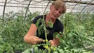 G&auml;rtnertipp: Tomaten richtig ausgeizen und anbinden
