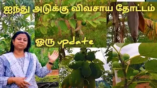 Five layer farming update | Fruit forest | multilayer farming  | ஐந்து அடுக்கு விவசாயம்