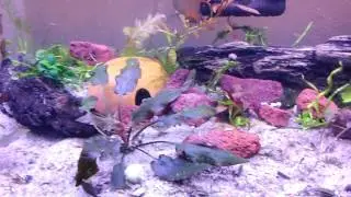 Nebula Steel Guppy breeding group