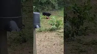 Bonnie the Rottweiler and her bowling ball toy #farm #nature #animals#rescue