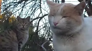 Border diplomacy of cats on the wall!!!