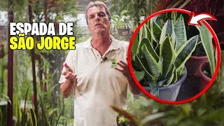 A FORMA CERTA do PLANTIO DA ESPADA de SÃO JORGE !