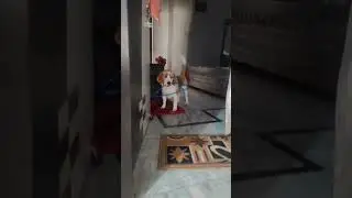 ## Hamare coco ki masti. 😍😍##beautiful