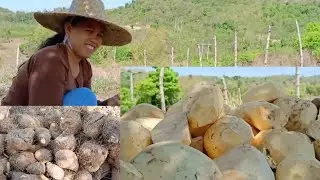 Poisonous Wild Root Crops 