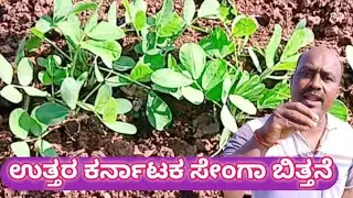ಉತ್ತರ ಕರ್ನಾಟಕ ಸೇಂಗಾ ಬಿತ್ತನೆ | Groundnut Farming ✅