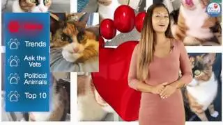 Disapproving Cat! - Pets Central