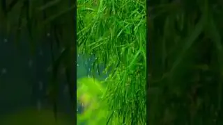 Deep Relaxing music & rain sound for sleep -Beautiful piano music #relax #relaxing #rain