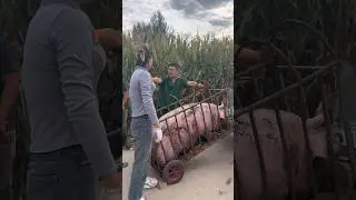 Amazing Pig Loading Truck 🚚 #pig #pigfarmvideo #pigfarming #viral #animals #viralvideo #shortvideo