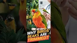 &ldquo;Why Trim Bird Beaks?&rdquo; #facts #shorts