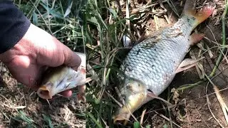 machhali Ka shikar apni BRB nahar se live vlog #fishing #fish || fish hunting