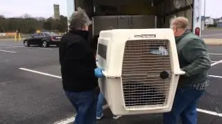 Delmarva Angler - Seal Rescue
