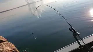 Walleye