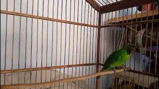 Cucak hijau trotol gacor