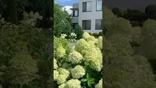 #hydrangea #limelight #hydrangeaflower #садгортензий #hortensia #гортензия #flower #paniculata
