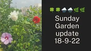 Sunday garden overview 18sep2022