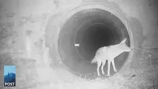 Coyote and Badger Playing Together - California Wildlife Camera Footage
