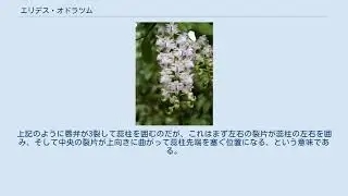 エリデス・オドラツム