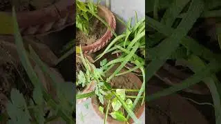 Healthy garden #viralshort #gardendesignideas #gardenideas #gardencreation #gardencreativity #nature