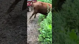&nbsp;Panicked Cattle Flip Farm Tricycle on Muddy Road&nbsp;