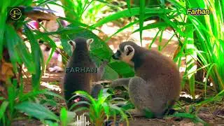 JAFLONG Geographic or the World Wildlife Fund, often . Enjoy exploring the wonders of the