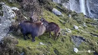 Bull Tahr Country