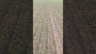 wschody pszenicy ozimej po siewniku Ozdoken