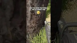 🔥HOW TO CUT ALL THE BRANCHES IN ONE SECOND🌲#fs25 #farming #farmingsimulator25