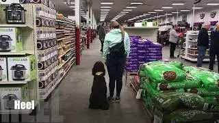 1 Year Old Standard Poodle | Best Poodle Training Oklahoma | Board and Train