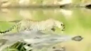 Leopard Goes Fishing - Latest Wildlife Sightings