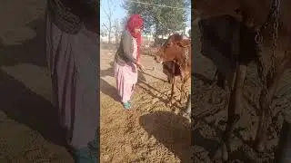 jaatni #ghale #ghoomar 👍👍