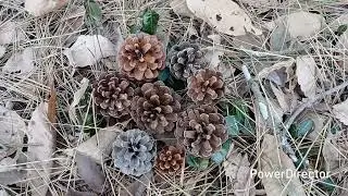 밀양 용두산 생태공원/  산성산ᆢ260104