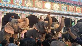 അന്നദാനപ്രഭുവിൻ്റെ മണ്ണിലെ ആനഊട്ട് // വൈക്കം മഹാദേവ ക്ഷേത്രം//
